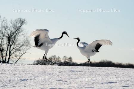 タンチョウ　求愛ダンス
