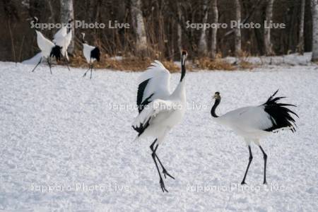 タンチョウ　求愛ダンス