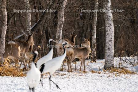 タンチョウとエゾシカ