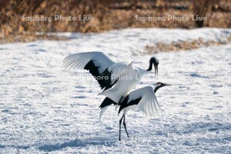 タンチョウの交尾