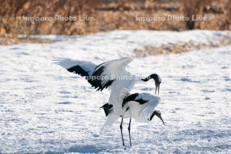 タンチョウの交尾