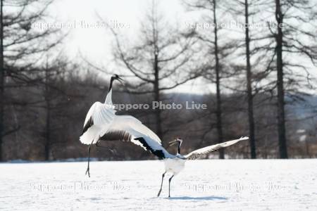 タンチョウ　求愛ダンス