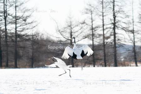 タンチョウ　求愛ダンス