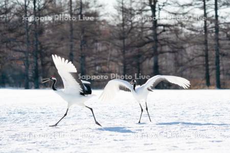 タンチョウ　求愛ダンス
