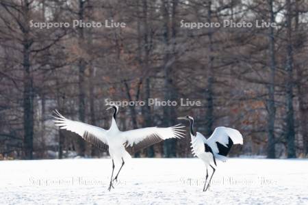 タンチョウ　求愛ダンス