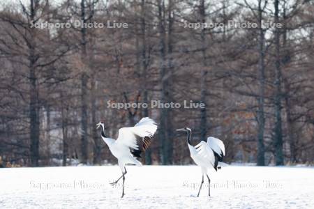 タンチョウ　求愛ダンス