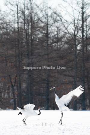 タンチョウ　求愛ダンス