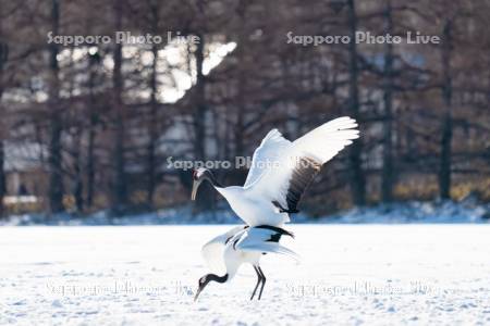 タンチョウの交尾