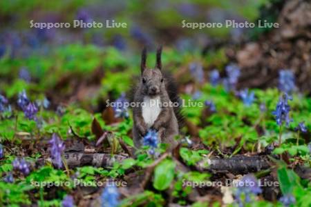 エゾリスとエゾエンゴサク