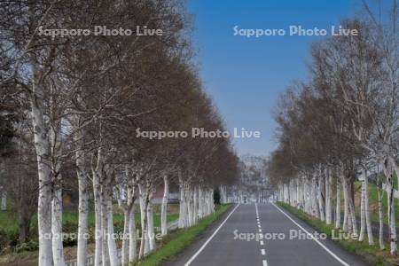 パノラマロードの白樺並木