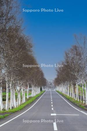 パノラマロードの白樺並木