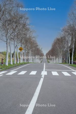 パノラマロードの白樺並木