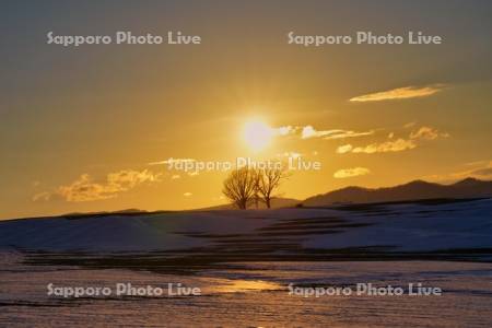 親子の木と夕日
