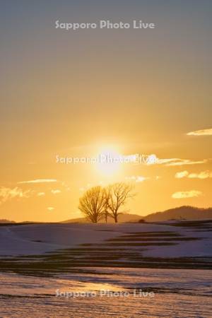 親子の木と夕日