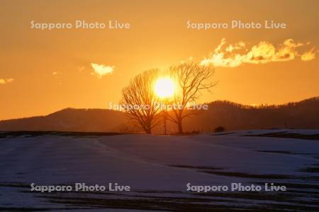 親子の木と夕日