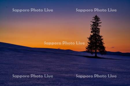 クリスマスツリーの木と夕焼け