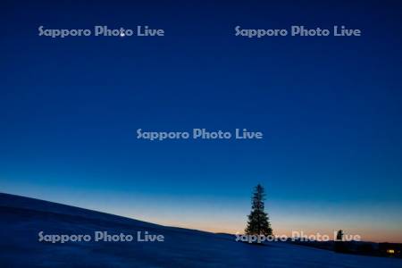 クリスマスツリーの木と月