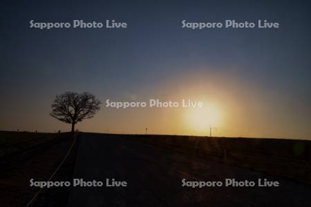 セブンスターの木と夕日