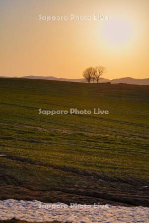 春の畑と親子の木夕景