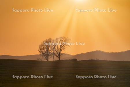 親子の木と夕日