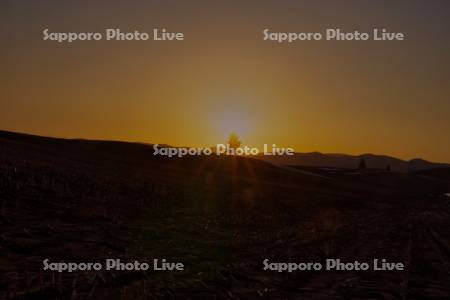 夕日の木と夕景