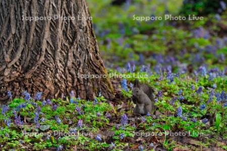 エゾリスとエゾエンゴサク
