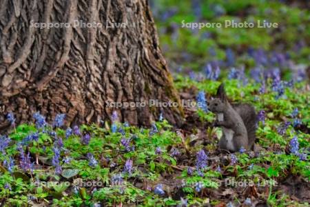 エゾリスとエゾエンゴサク