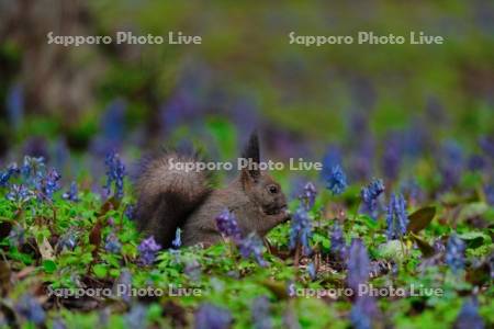 エゾリスとエゾエンゴサク