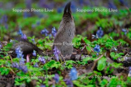 エゾリスとエゾエンゴサク