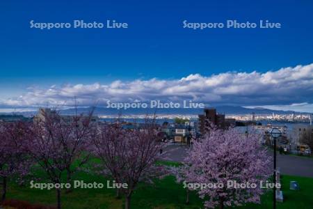 元町公園と桜