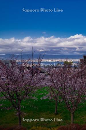 元町公園と桜