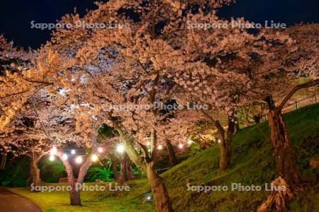 函館公園の夜桜