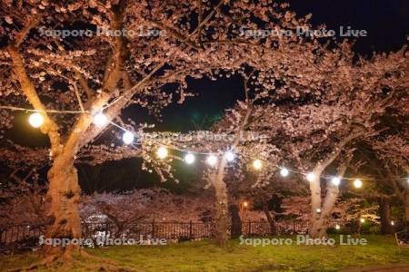 函館公園の夜桜