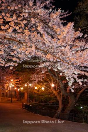函館公園の夜桜