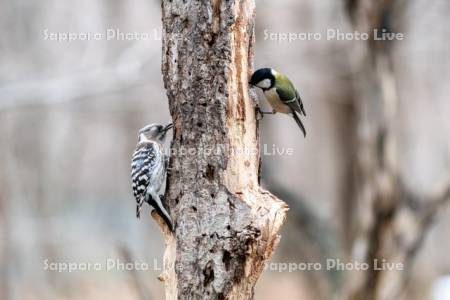 コゲラとシジュウカラ
