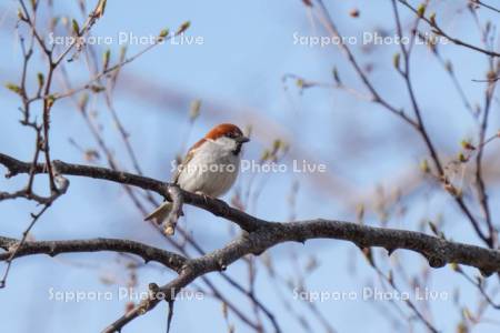 ニュウナイスズメ