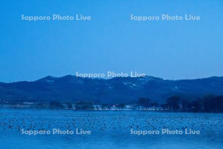 宮島沼とマガン