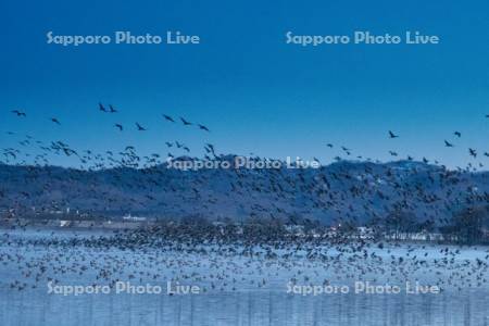 宮島沼とマガン