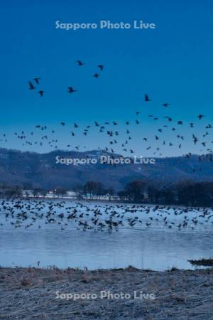 宮島沼とマガン