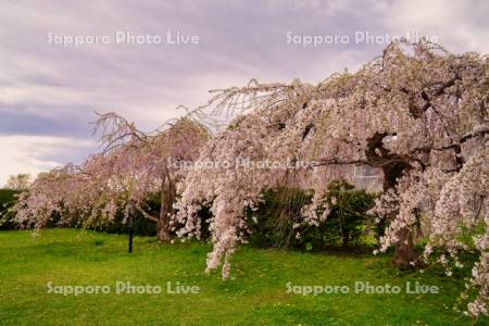 なかぬまおんせんシダレザクラ
