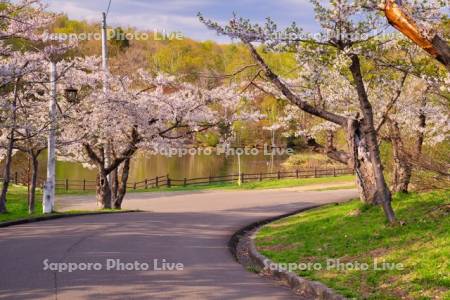 東明公園の桜