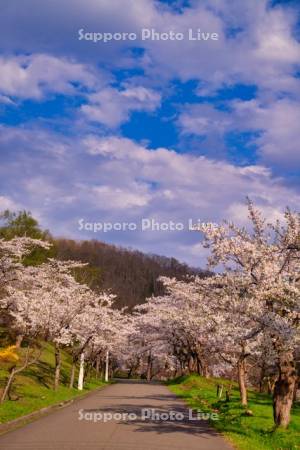 東明公園の桜