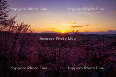 深山峠の桜と日の出