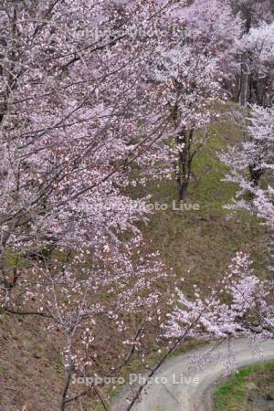 深山峠の桜