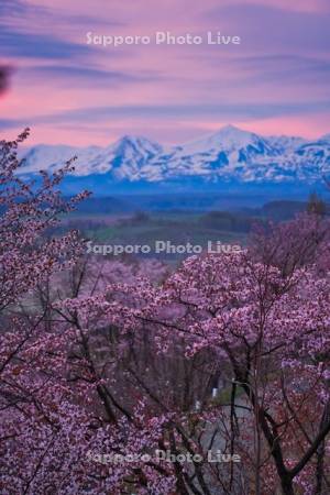深山峠の桜