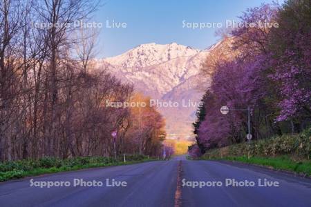 東大演習林の桜と夕張山地　R38