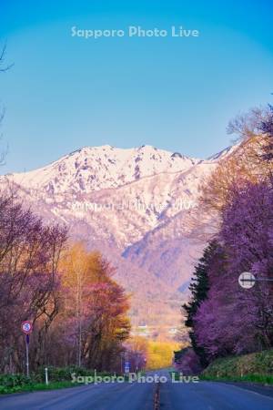 東大演習林の桜と夕張山地　R38