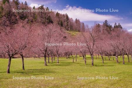 金山ダムサイト公園