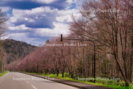 道道544号線と桜