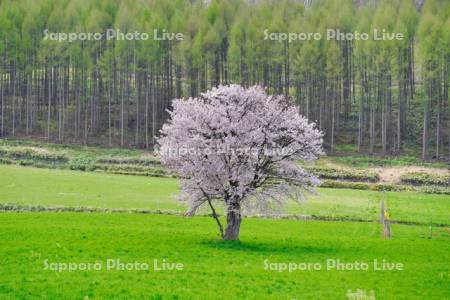 上御料の一本桜